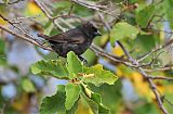 Small Ground-Finch